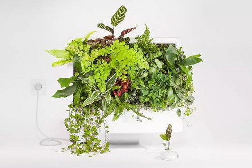 万年青植物的养殖技巧（打造绿色生活，从万年青开始）