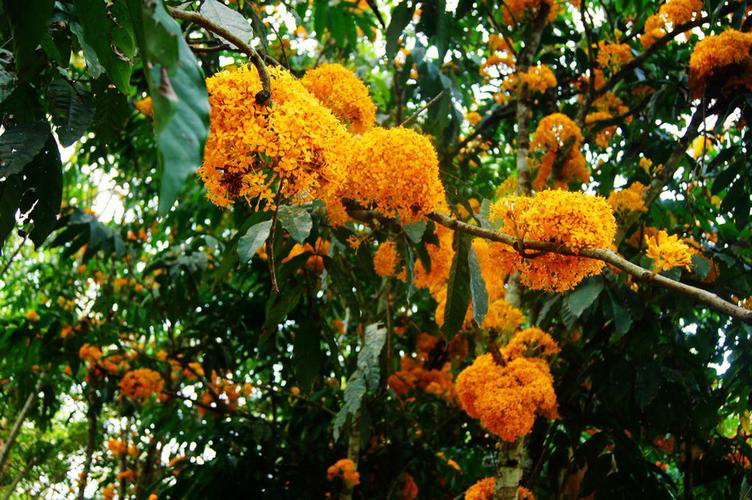 发财树树桩怎么催芽？（教你轻松让发财树树桩重新生长）