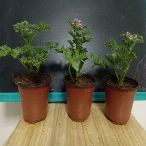 如何把栀子花养好下次开花更多