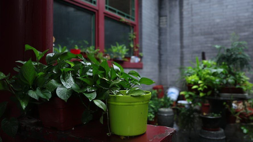 龙骨花多久浇一次水