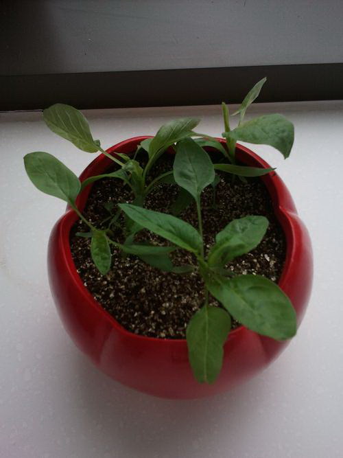 百日草的花期和品种特征（探究百日草的开花时间和不同品种的特点）