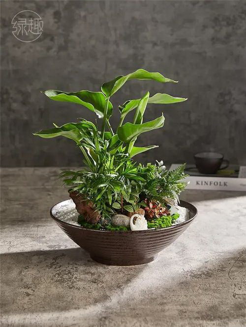 不需要光照的植物 室内无阳光养什么绿植最合适