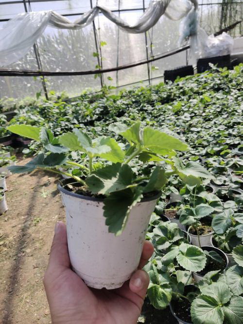 马铃薯种植全攻略（从选地到收获）