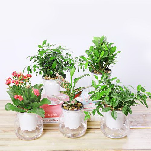 水培水仙花怎么养护