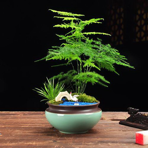 鸡冠花什么时候移栽最好