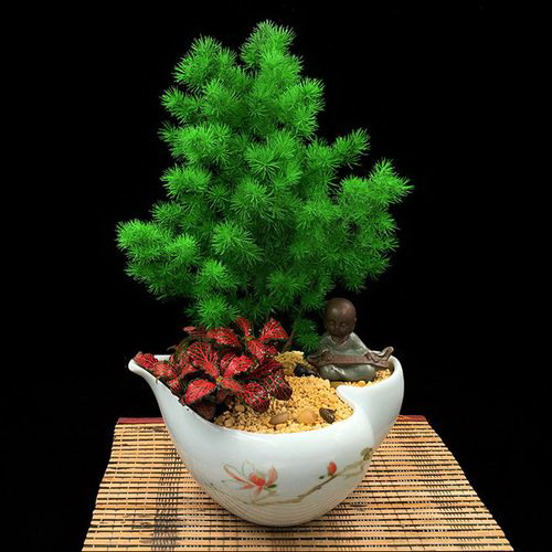 进口芍药超大花品种 芍药最好看花大的品种介绍
