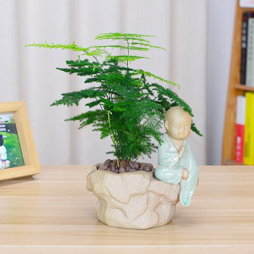       海棠的养殖方法和注意事项有哪些