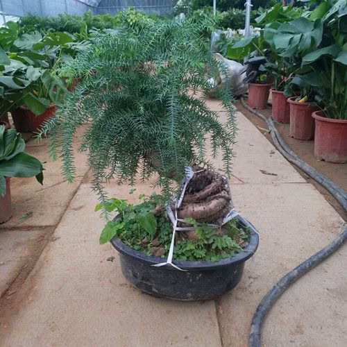 生姜什么时候种植最合适生姜的种植时间和管理方法