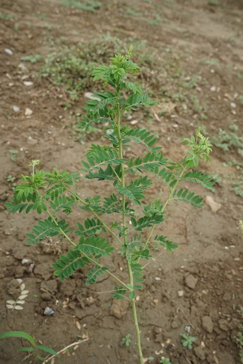       植物浇水频率是多少？如何正确浇水？