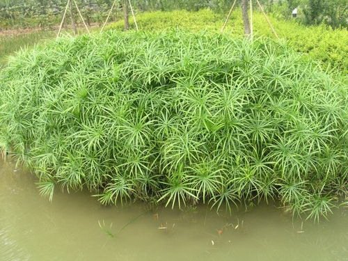 百香果的养殖方法（了解这几年结果的技巧）