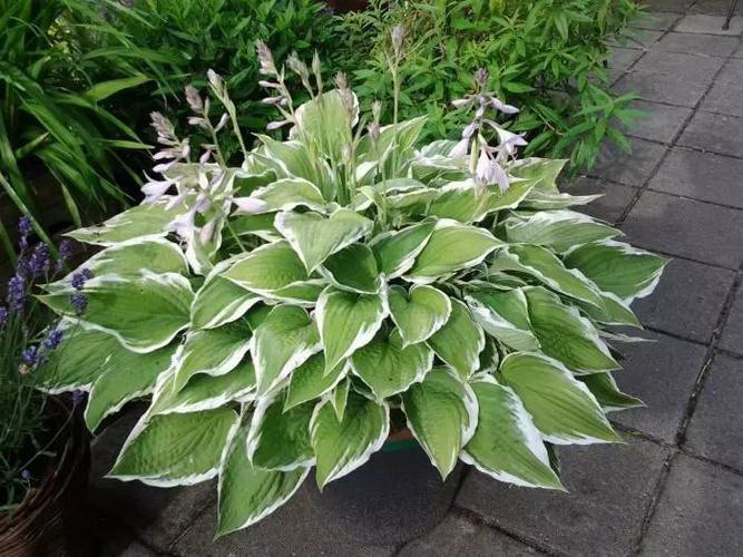牵牛花的种植方法（掌握种植技巧，打造绚丽花海）