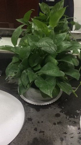 美人蕉喜阴还是喜阳