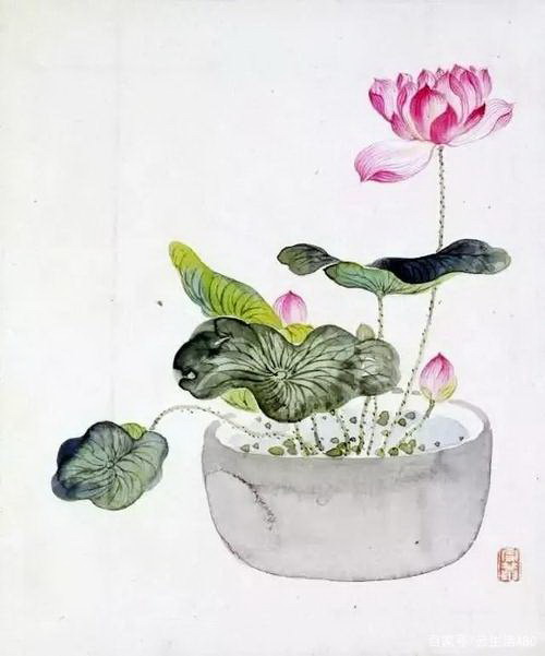 生石花的浇水技巧（如何正确地浇水，让生石花健康成长）