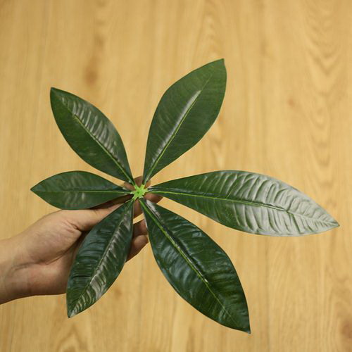 扶桑植物有毒性吗？室内养护需要注意什么？