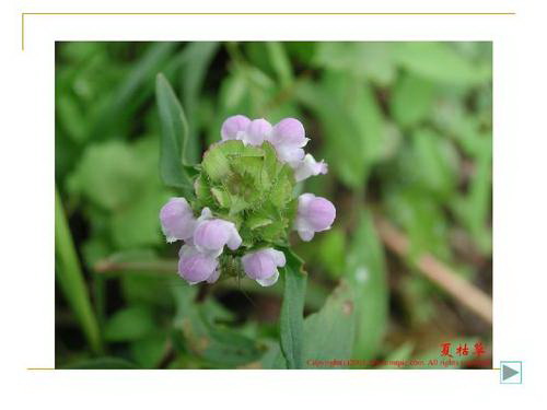 马尾松是裸子植物吗