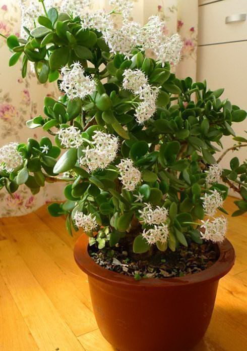 棉花生长条件和特性