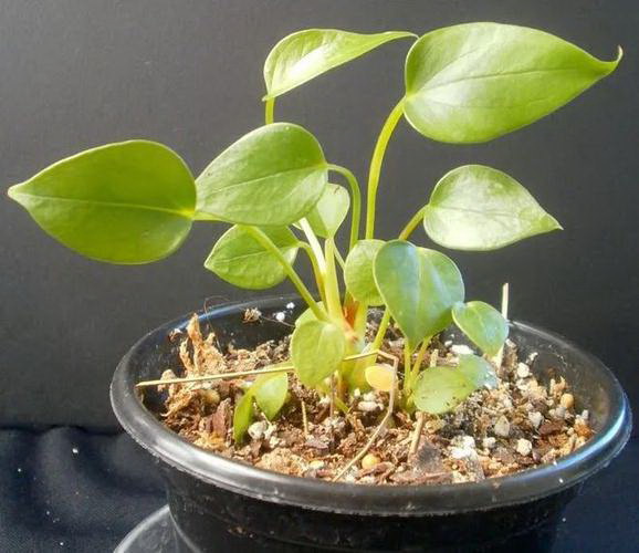 月季花什么时候换盆合适