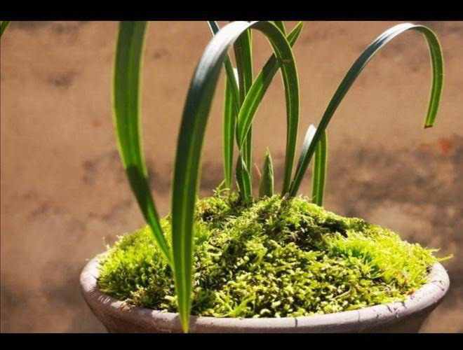绿萝是喜水植物吗（探究绿萝的生长环境及适应性）