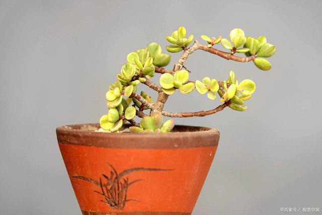 文心兰花的生长周期（探究文心兰花的生长过程及时间要求）