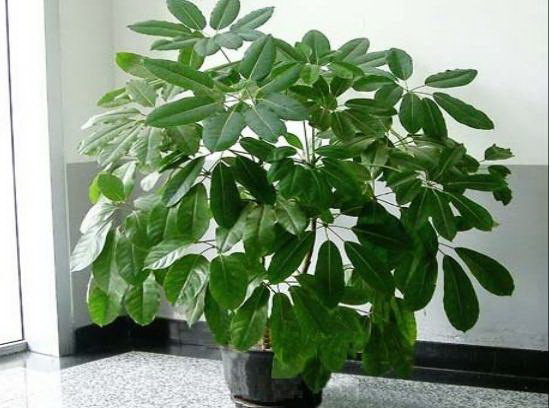 文竹，一种美丽又易养的观叶植物（从外观到养护）