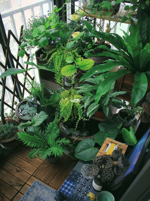 四季常青的绿色植物——常春藤（探秘常春藤的生长   性与繁殖方式）