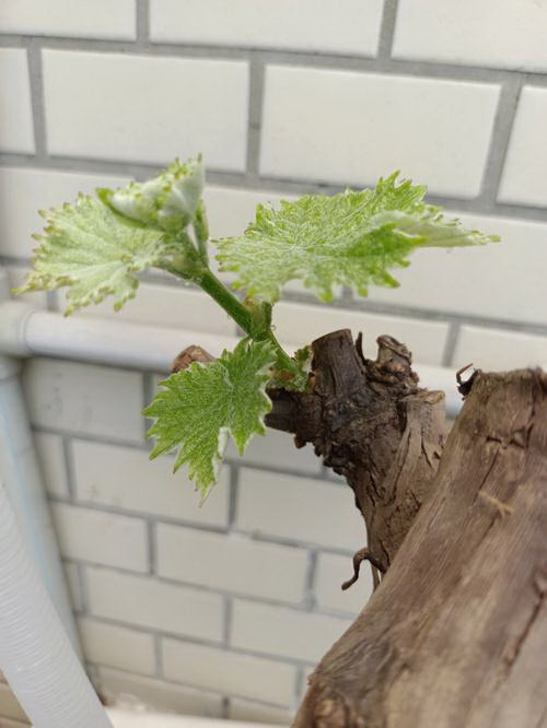 花费最低的甜蜜马车体验——如何一年开几次甜蜜马车（15个省钱实用的甜蜜马车开车技巧）