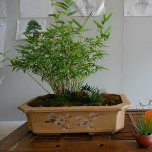 百合花（百合花的生物学特征与价值）
