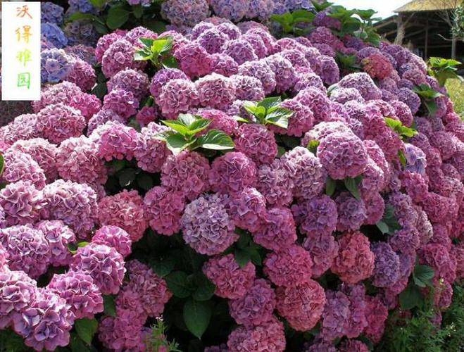 长寿花没开花是什么原因