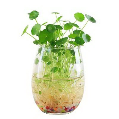 空间盆景植物的养护方法是什么？如何管理？
