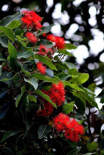 室内绿植花卉，让生活更美好（选择易养的绿植花卉，打造舒适的居家环境）