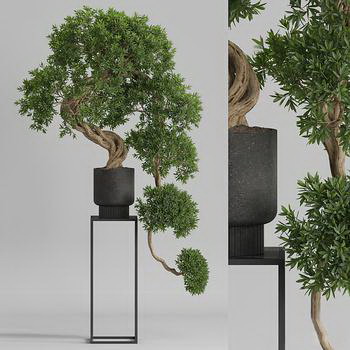 马兰头种植全攻略（掌握种植时间和方法）