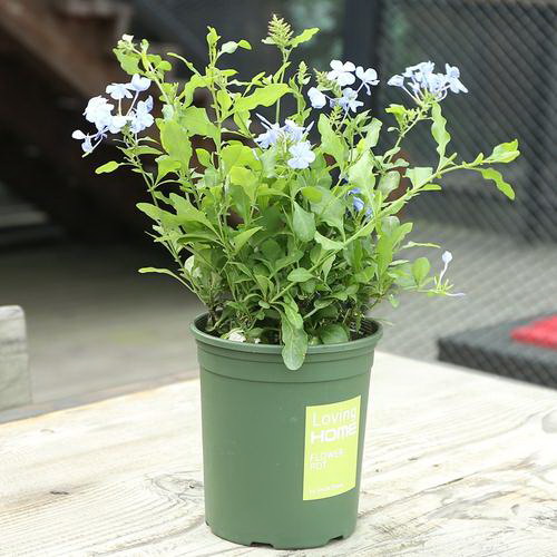 想要兰花开花旺是如何养护的