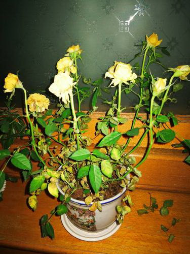 家庭园艺（养护技巧、种植环境和日常维护）