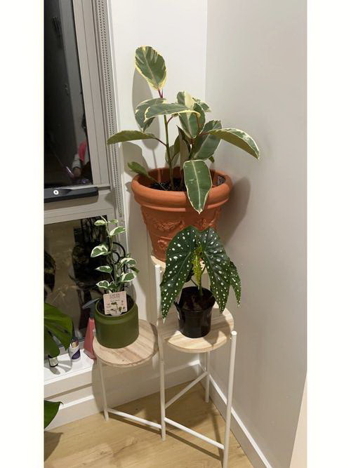 用什么植料养护兰花猛开花
