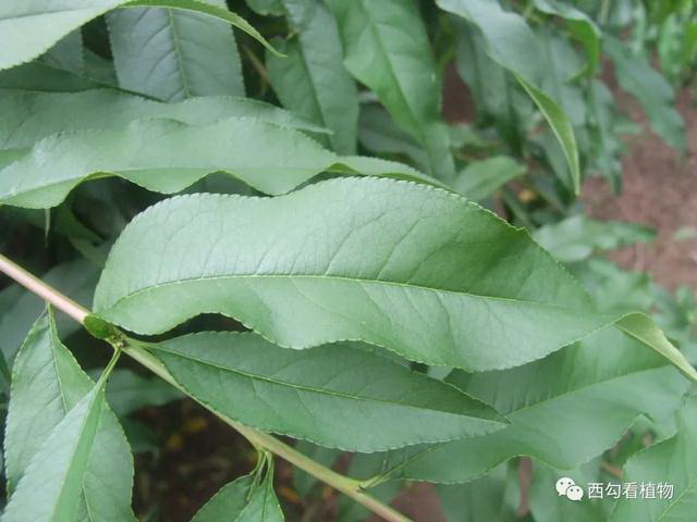 马柳花属于什么植物？它有哪些特性？