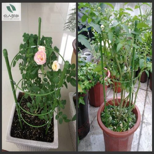 白花韧锦养殖中病虫害防治（如何有效预防和治疗白花韧锦养殖中的病虫害问题）