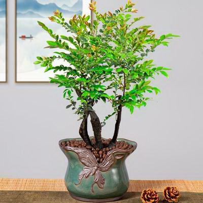 红花继木修剪最佳时间