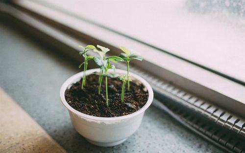 食虫草怎么养殖方法
