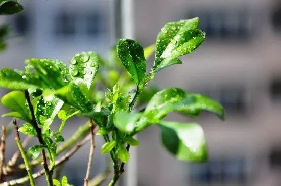 三角梅断根促花法后期应该怎么补救