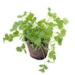 两颗君子兰同盆种植的养护技巧是什么？
