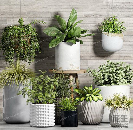 怎样拯救受冻的植物？（教你如何为植物保暖，让它重新回春）