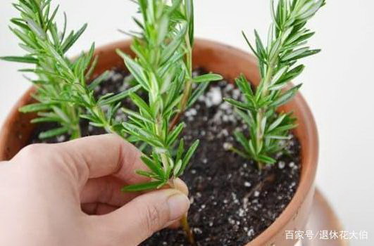 扶桑和木槿花的区别是什么（了解扶桑和木槿的不同）