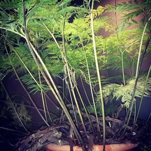 了解石竹花（美丽纯洁的石竹花，让我们一起了解！）