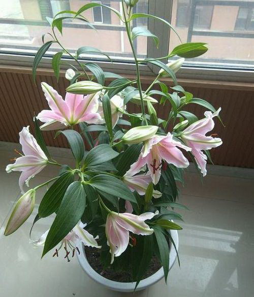 打造温馨家庭，从花卉养殖开始（家庭花卉养殖方法大揭秘）