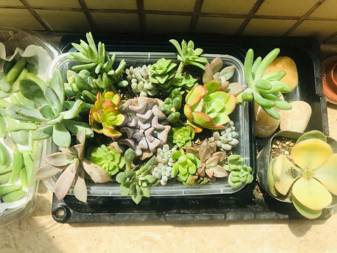 核桃结的核桃皮太厚硬不好剥（核桃树为什么结的皮越来越厚）