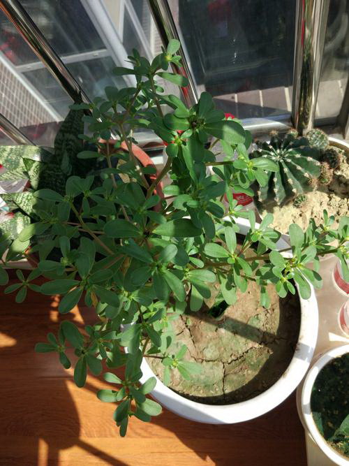 百合生长环境条件及特点
