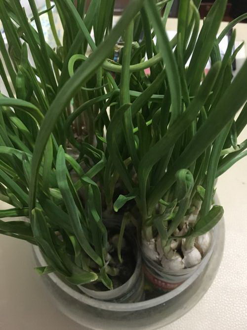 草莓耐旱吗