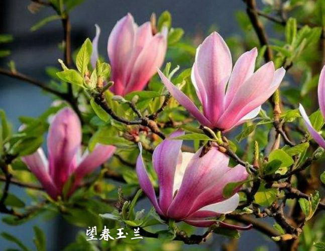 院子适合种什么花