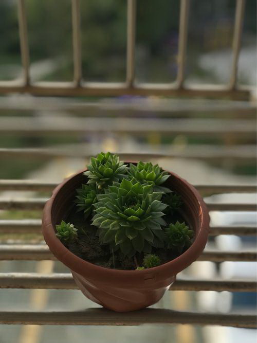 养兰花需要注意的土壤选择（如何选购适合兰花生长的土壤？）