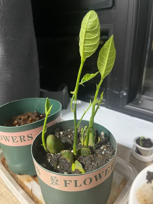 探究百香果的生长温度（了解百香果生长温度的适宜范围和影响因素）